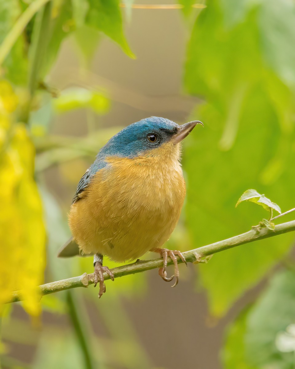 Rusty Flowerpiercer - ML621952193