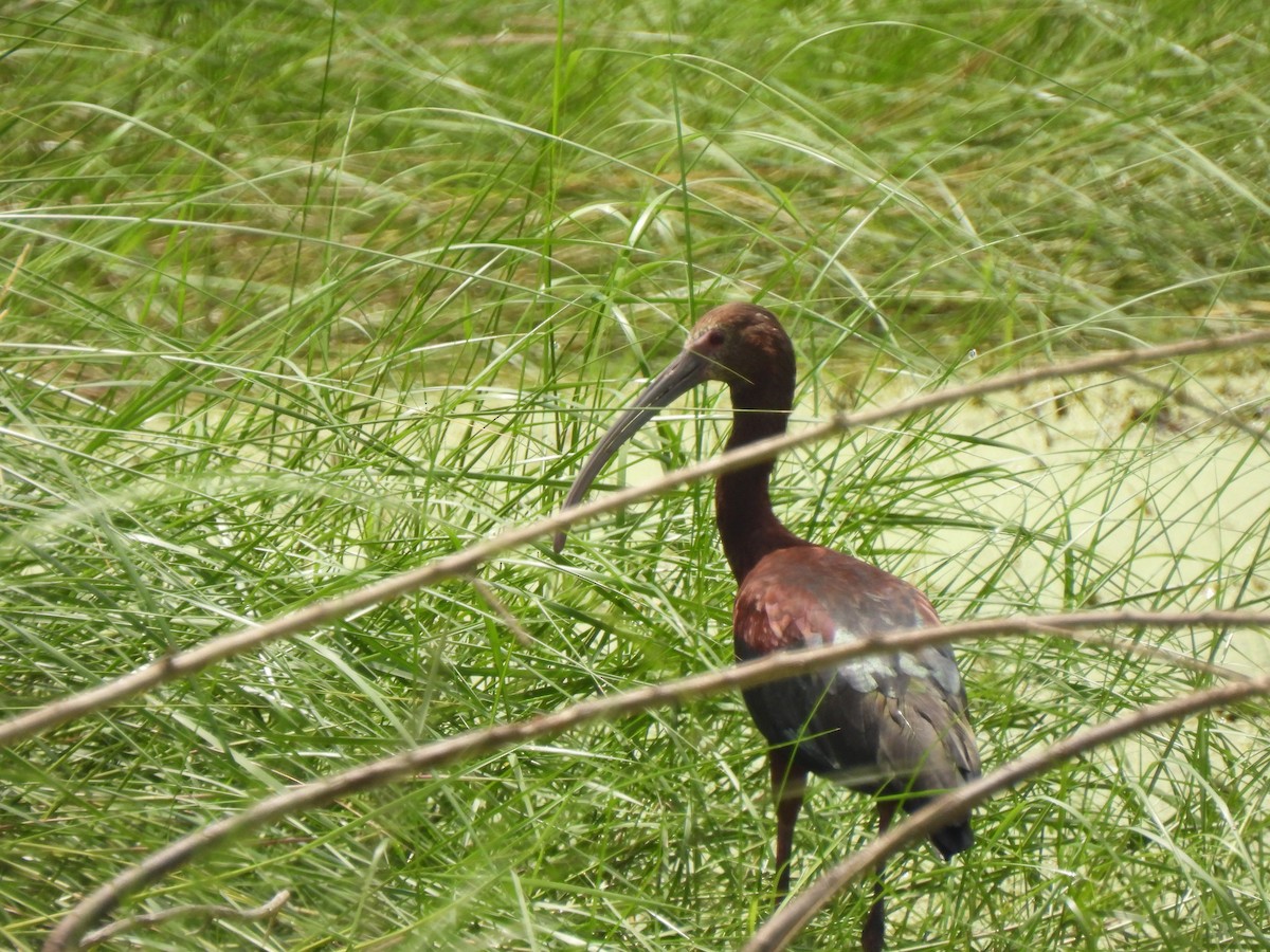 White-faced Ibis - ML621952225