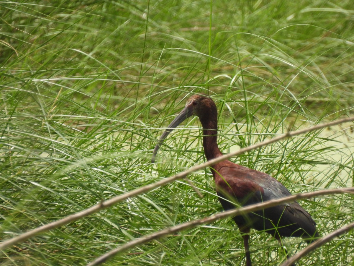 White-faced Ibis - ML621952226