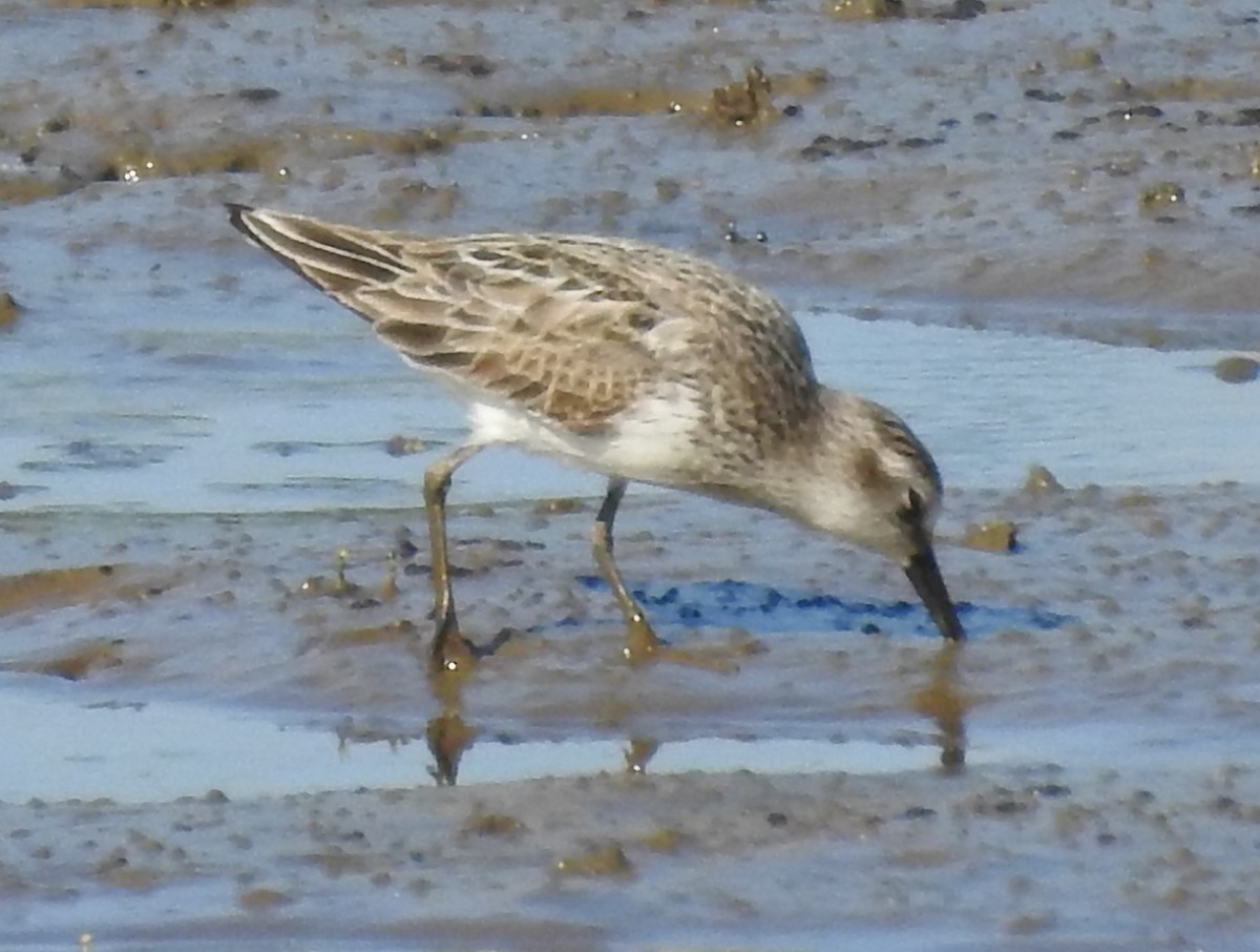 Semipalmated Sandpiper - ML621952242