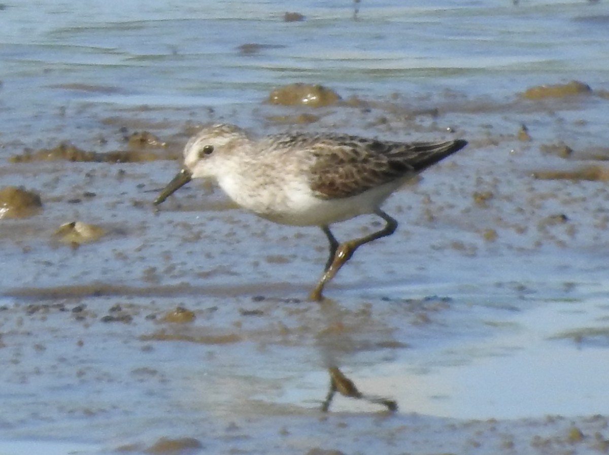 Semipalmated Sandpiper - ML621952243