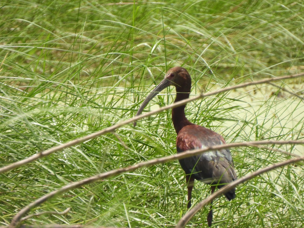 White-faced Ibis - ML621952253