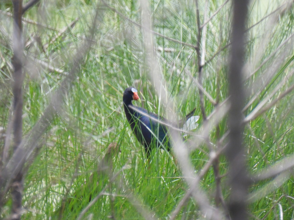 Purple Gallinule - ML621952283