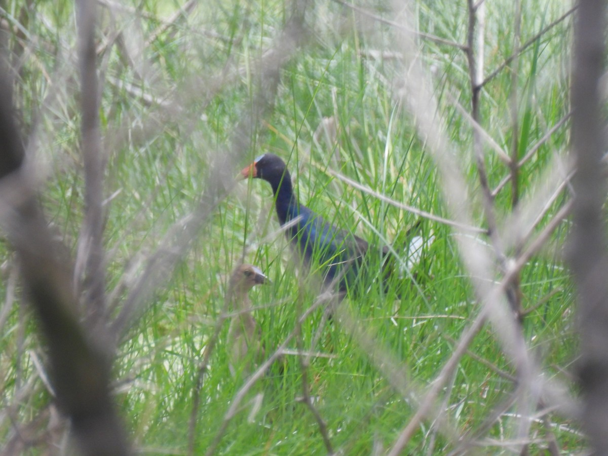 Purple Gallinule - ML621952284