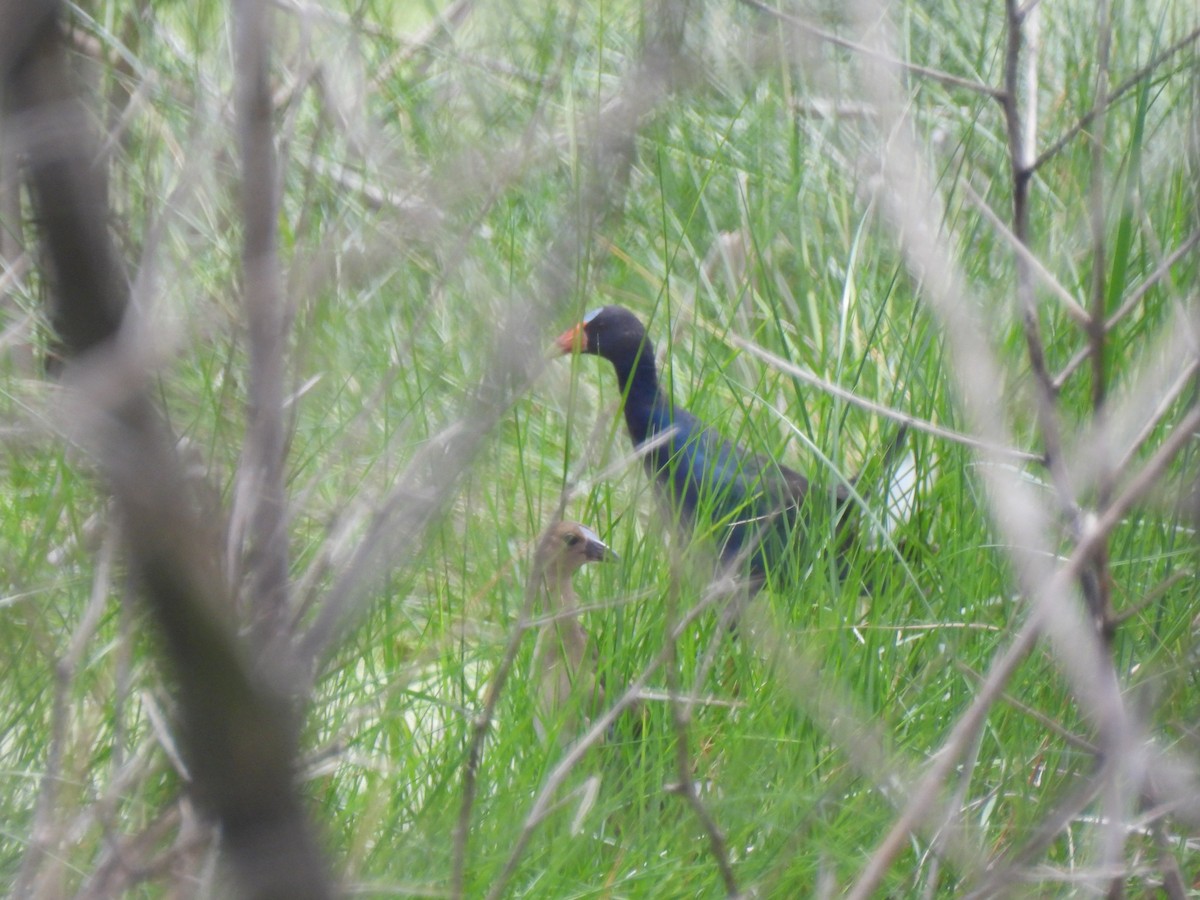 Purple Gallinule - ML621952285