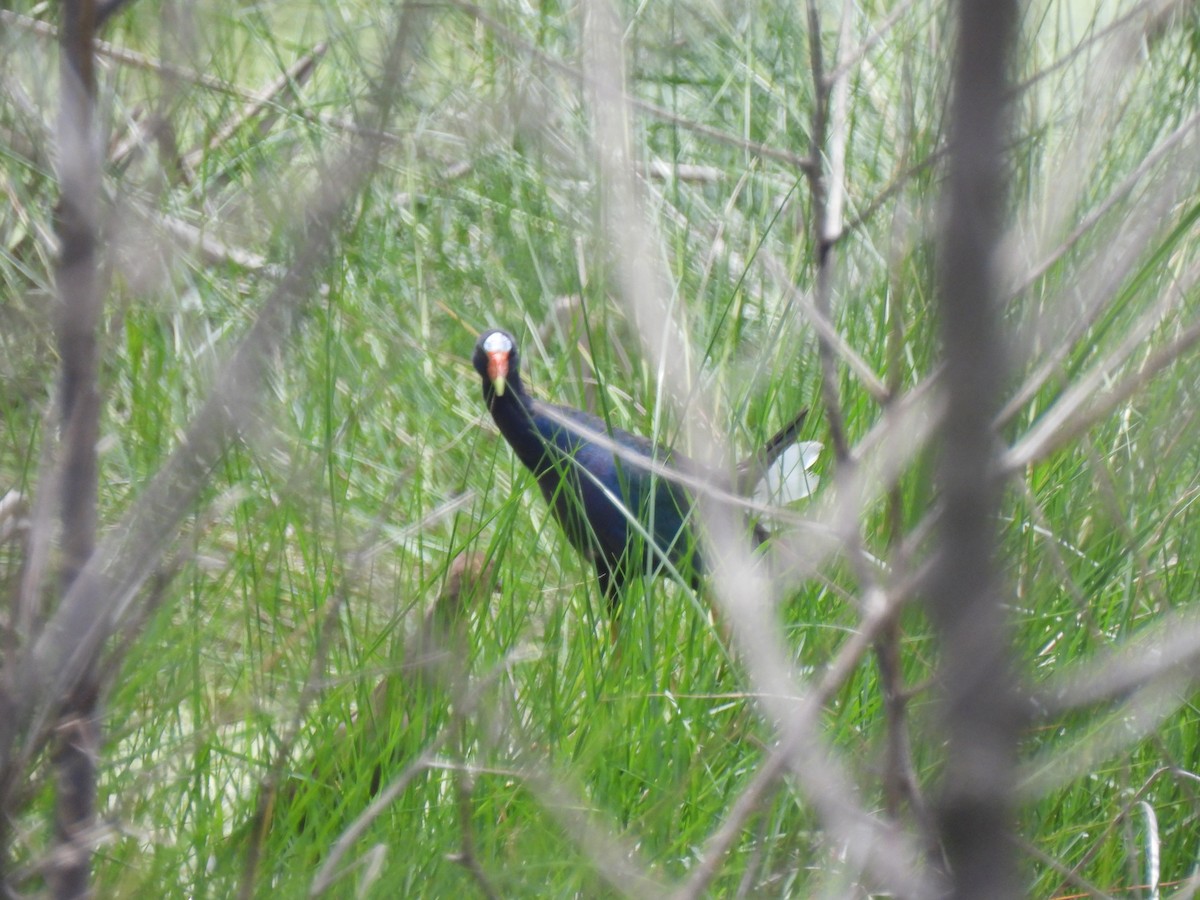 Purple Gallinule - ML621952286