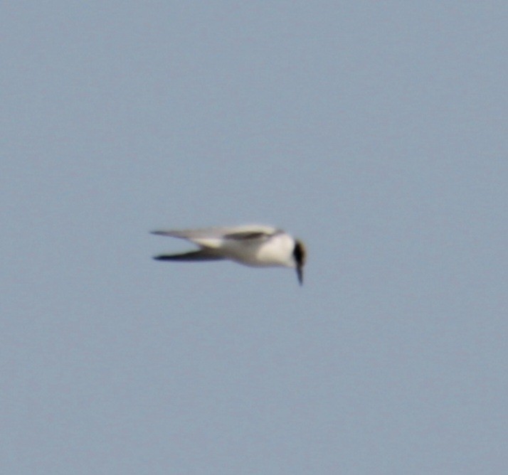 Least Tern - ML621952312