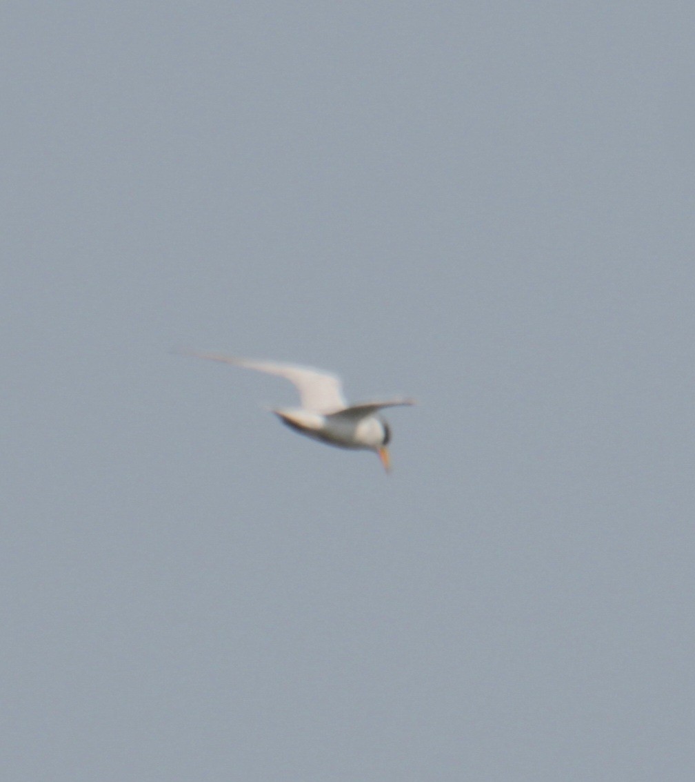 Least Tern - ML621952313