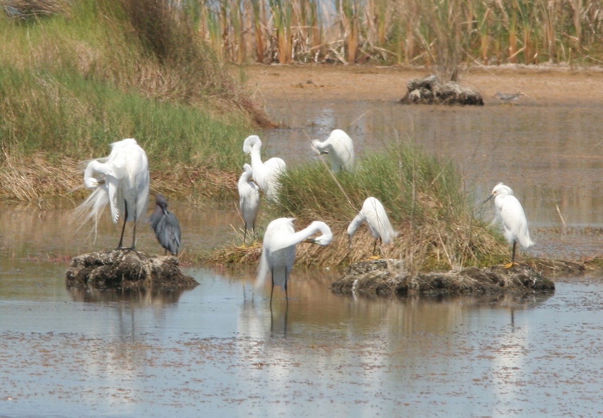 Little Blue Heron - ML62195241