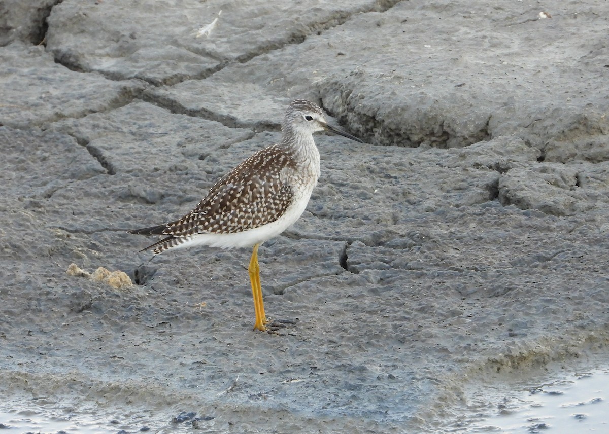 Lesser Yellowlegs - ML621952442
