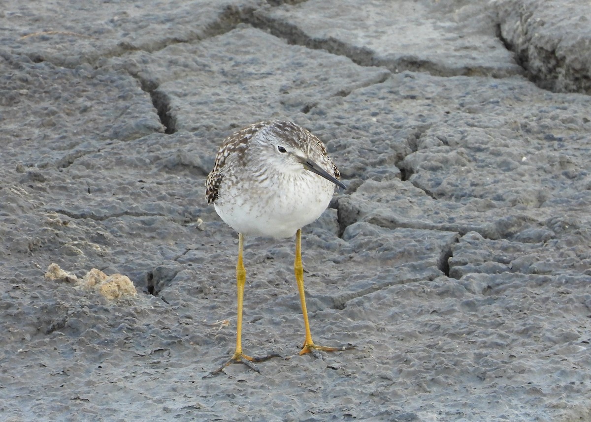 Lesser Yellowlegs - ML621952452