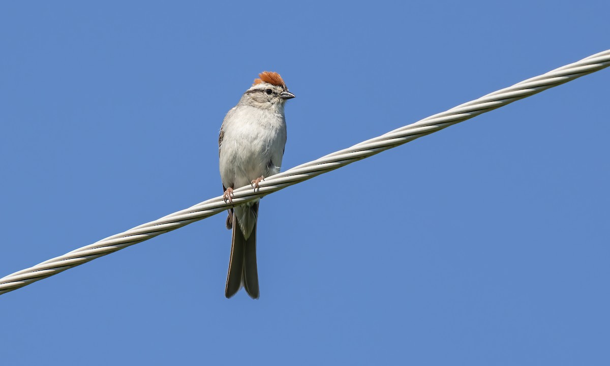 Chipping Sparrow - ML621952498