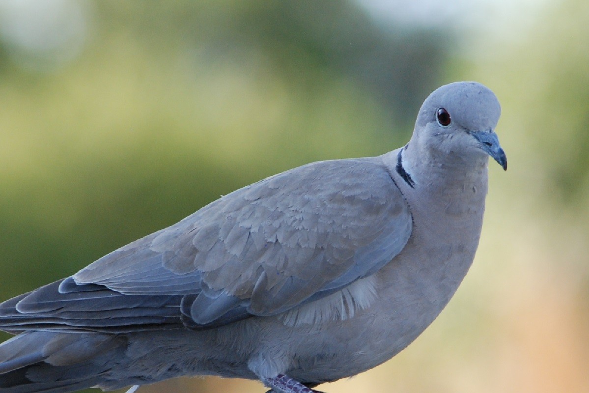 Eurasian Collared-Dove - ML621952534