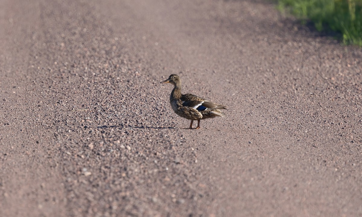 Stockente - ML621952594