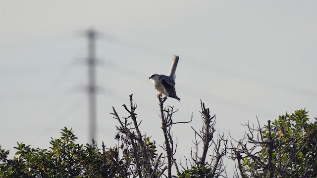 White-tailed Kite - ML621952736