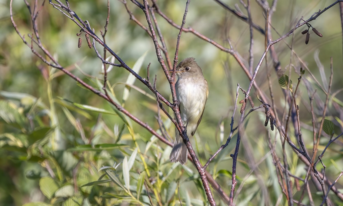 Alder/Willow Flycatcher (Traill's Flycatcher) - Paul Fenwick