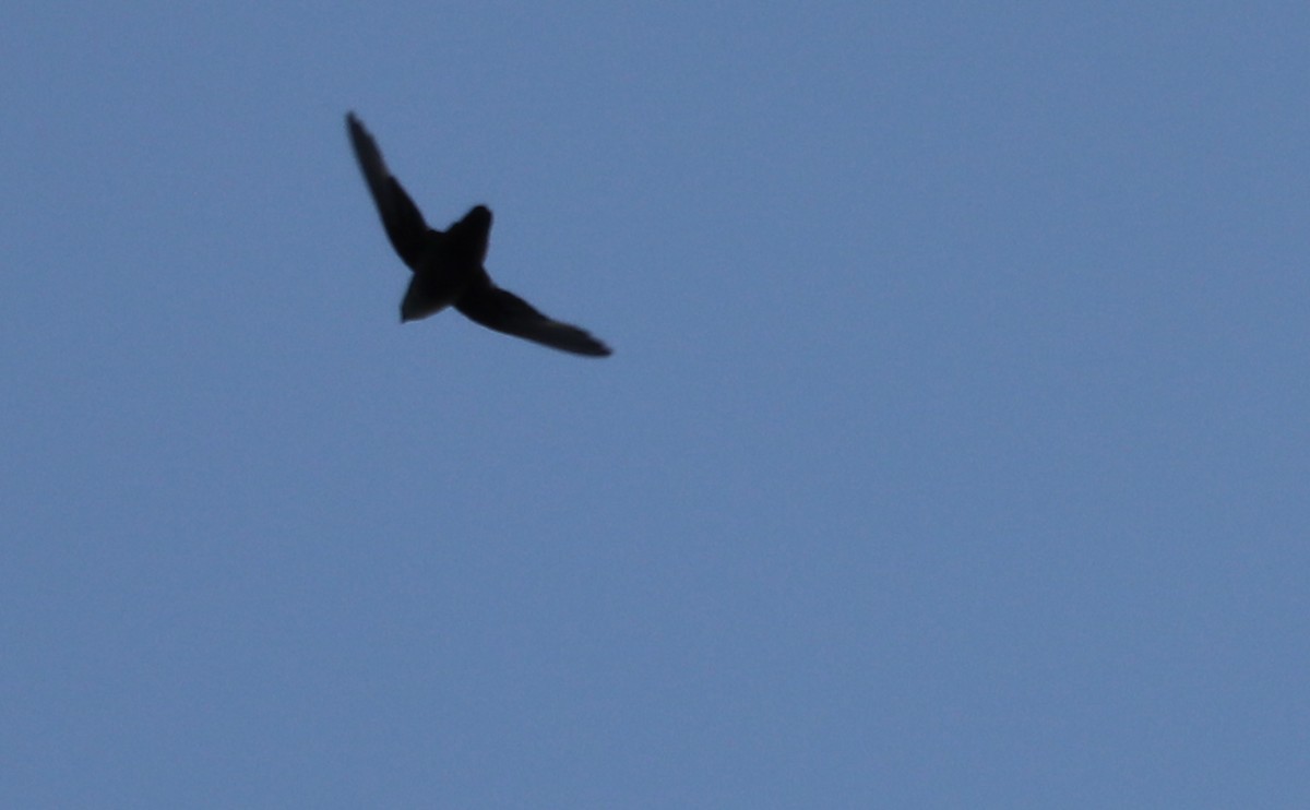 Chimney Swift - ML621952758