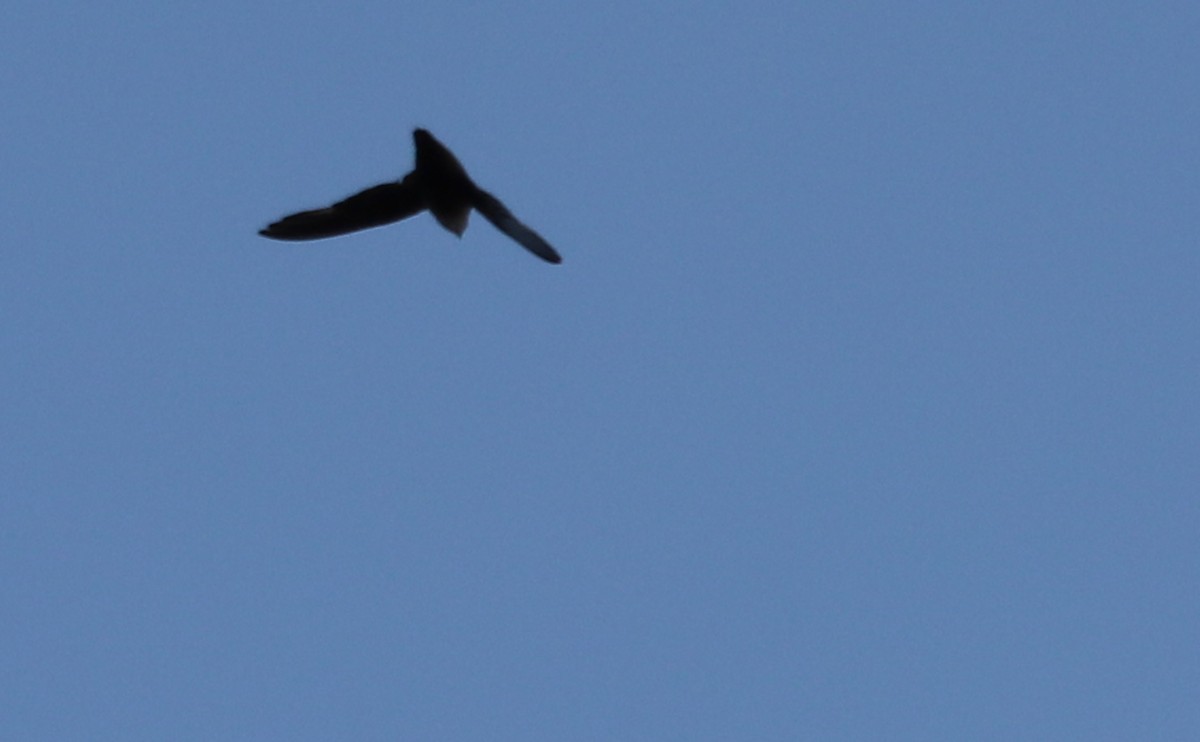 Chimney Swift - ML621952762