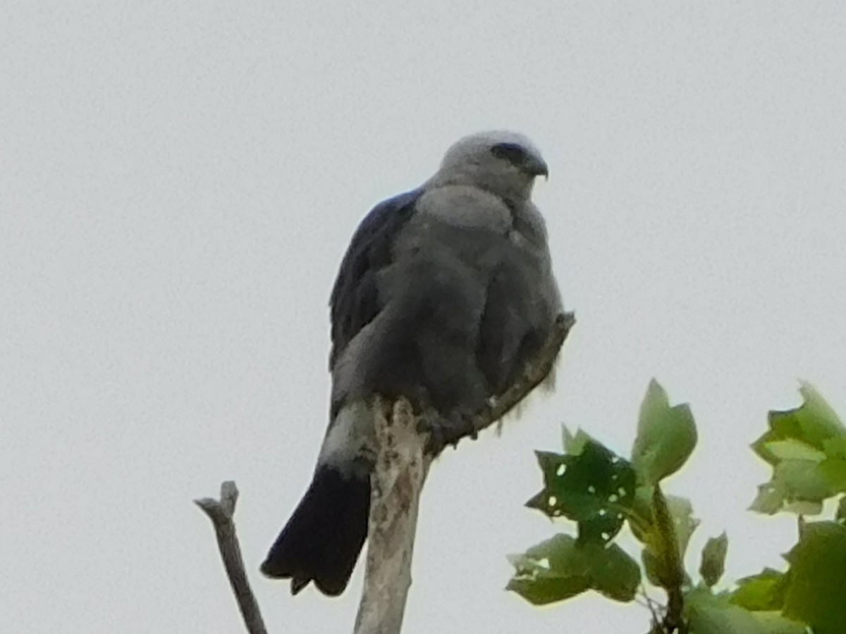 Mississippi Kite - ML621952765