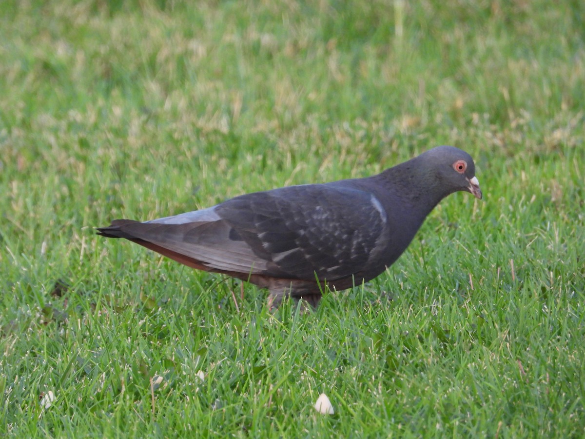 Rock Pigeon (Feral Pigeon) - ML621952777