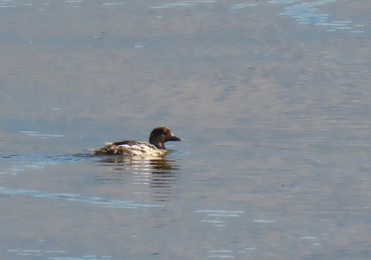 Common Goldeneye - ML621952785