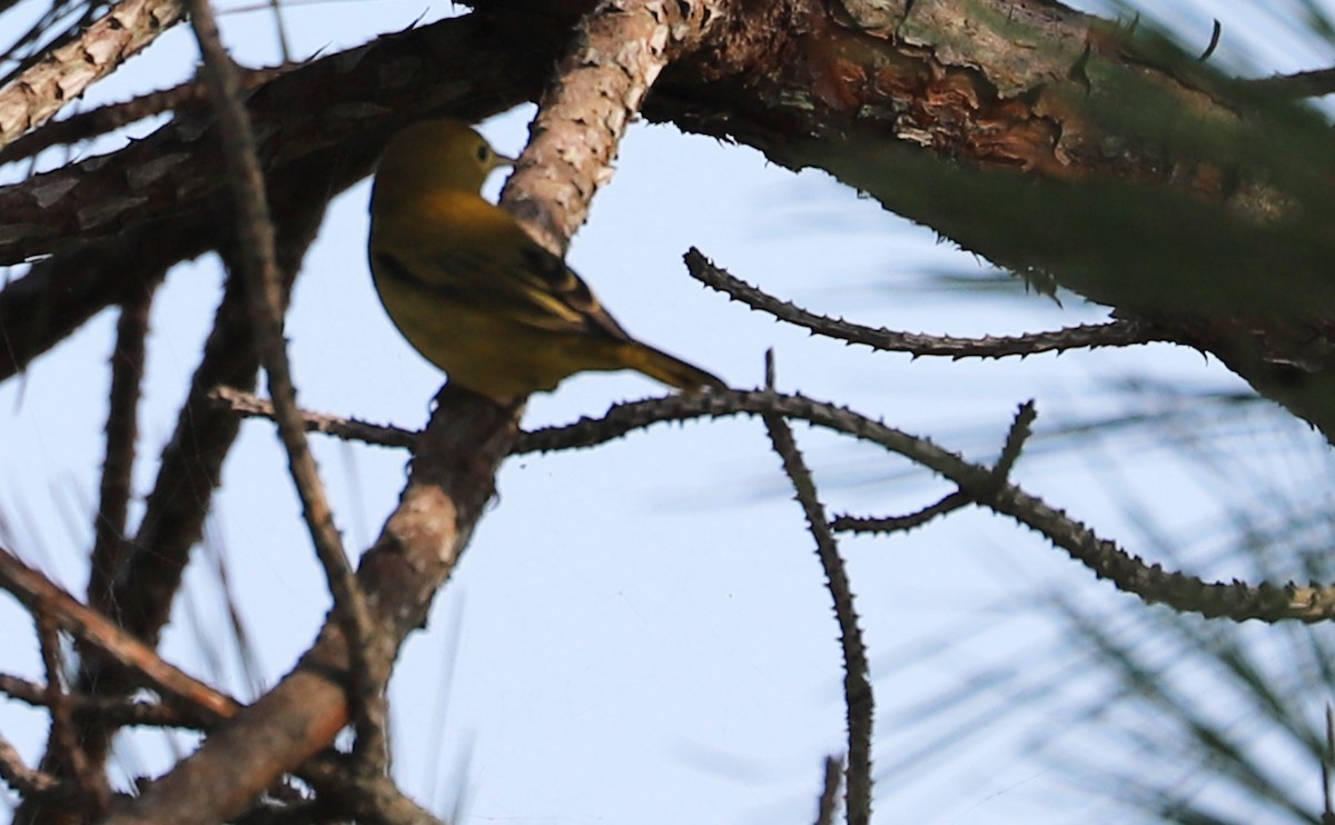 Yellow Warbler (Northern) - ML621952793