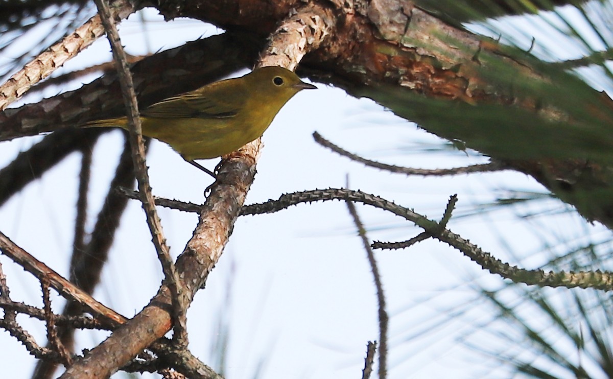 Yellow Warbler (Northern) - ML621952794