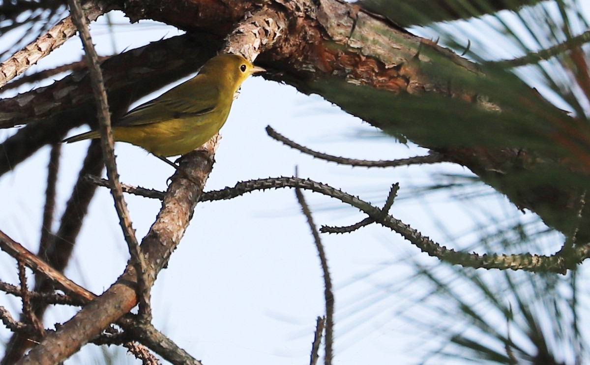 Yellow Warbler (Northern) - ML621952796