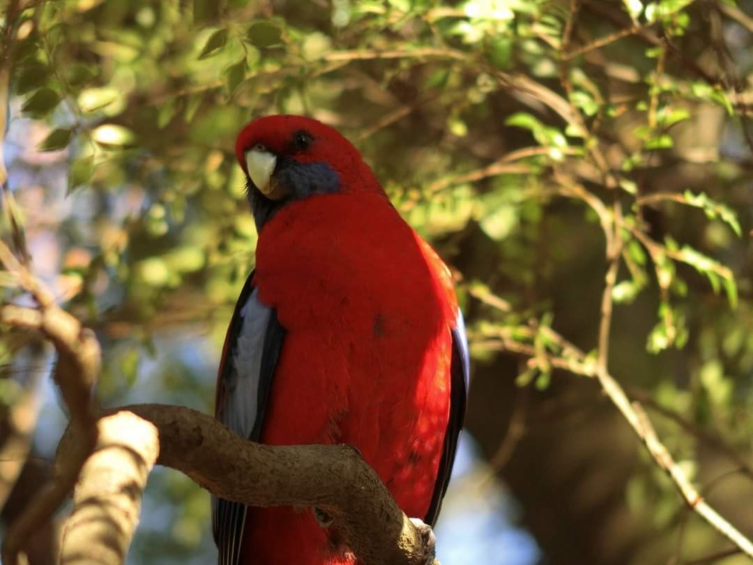 Синещёкая розелла - ML621952802