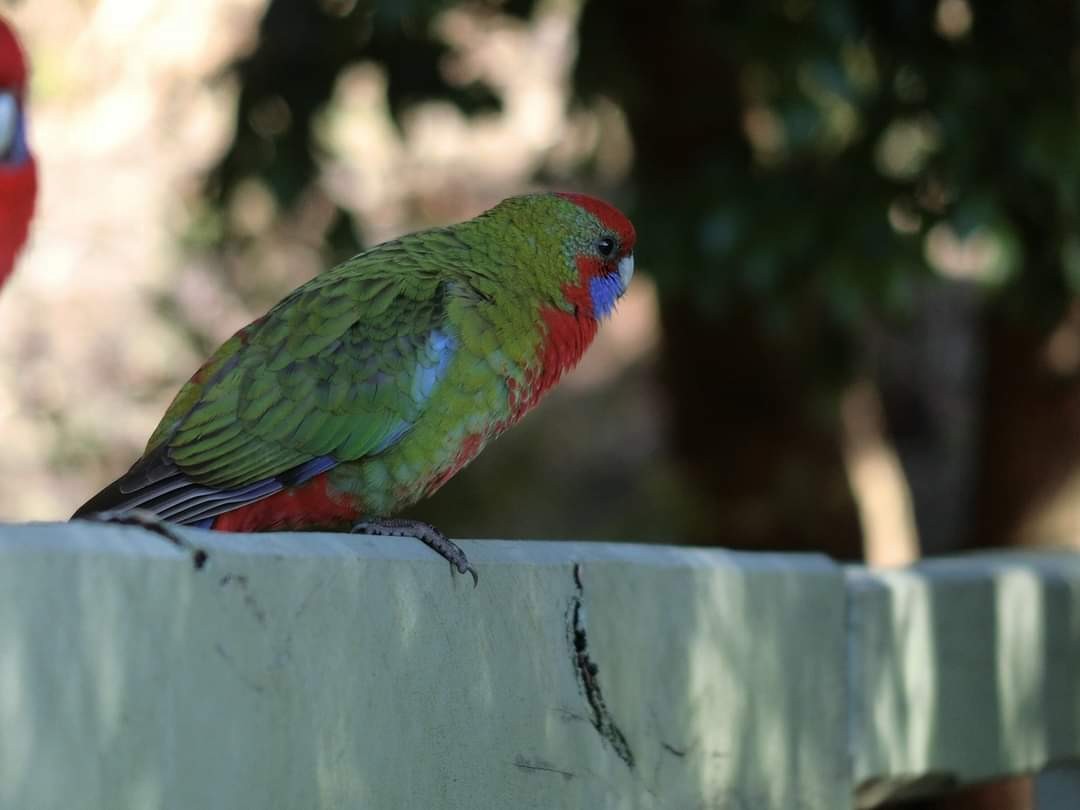 Синещёкая розелла - ML621952803