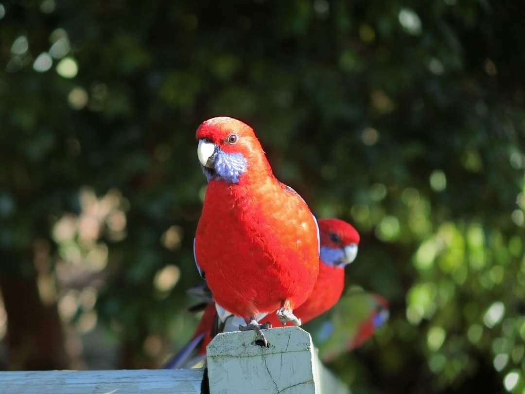 Синещёкая розелла - ML621952805