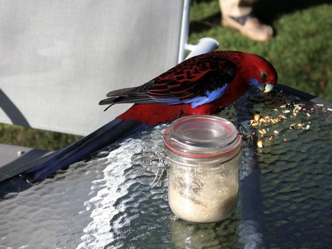 Синещёкая розелла - ML621952806