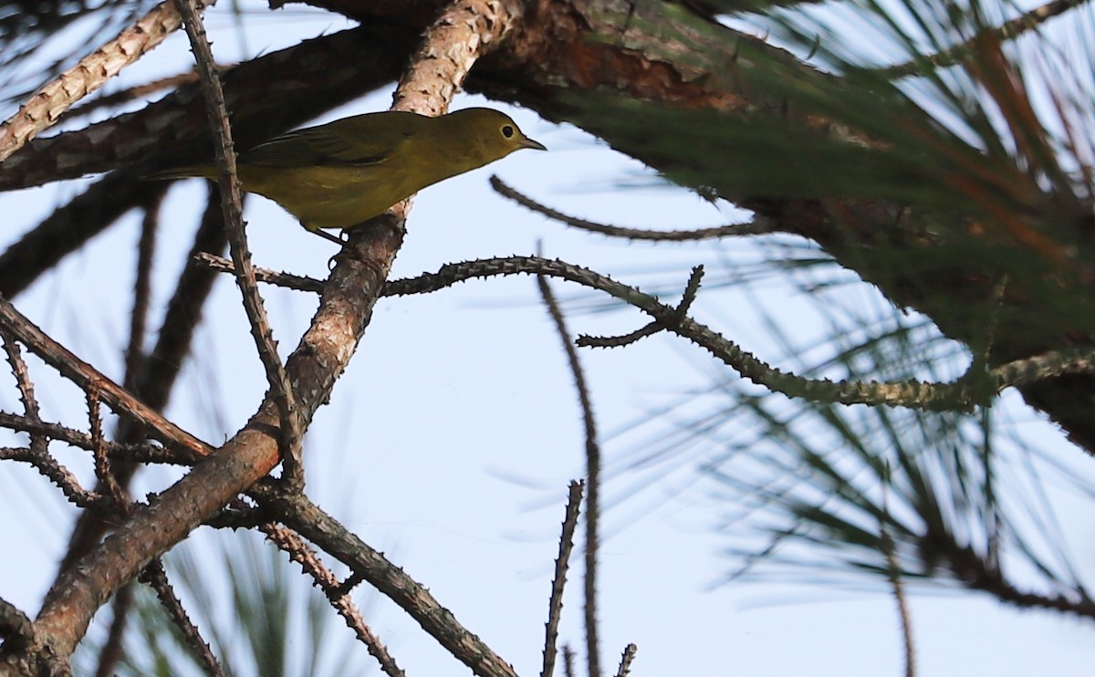 Yellow Warbler (Northern) - ML621952807