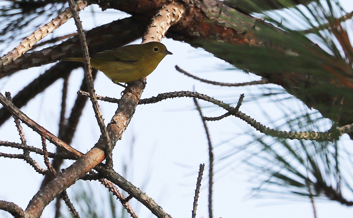 Yellow Warbler (Northern) - ML621952809