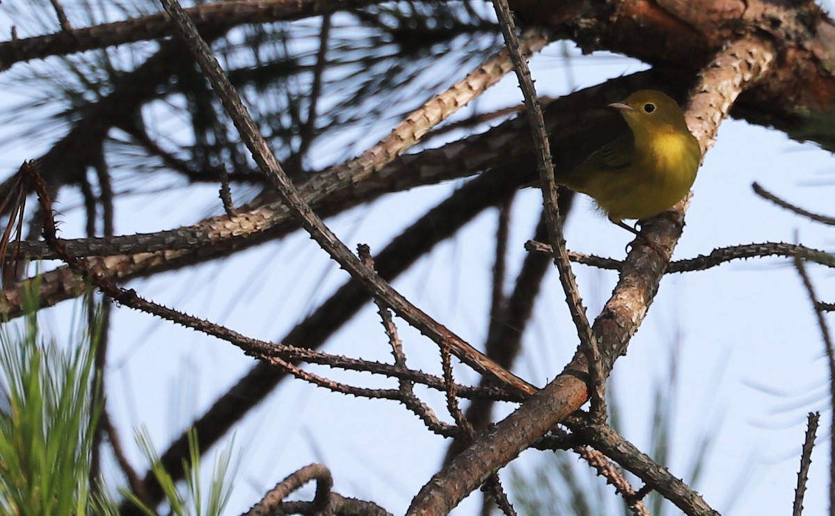 Yellow Warbler (Northern) - ML621952812