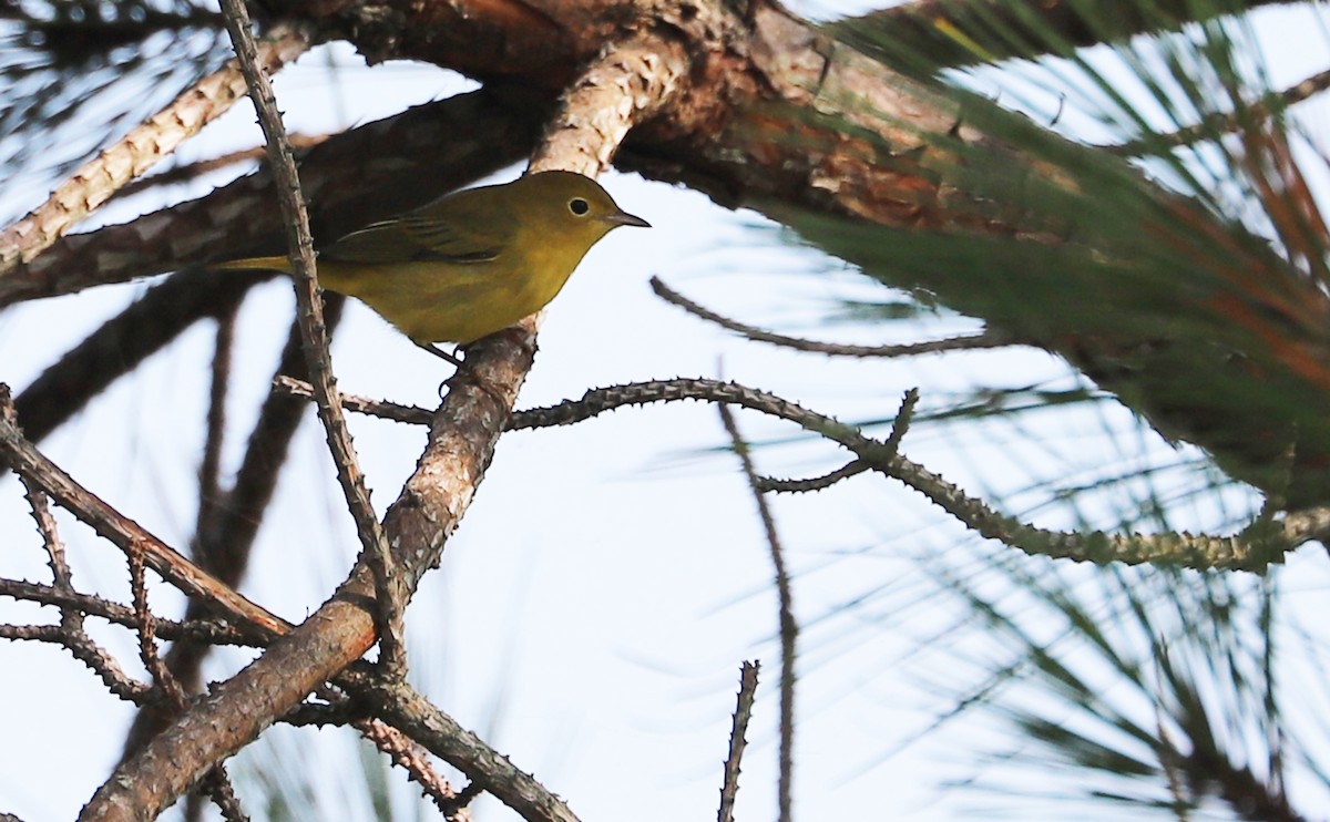 Yellow Warbler (Northern) - ML621952814