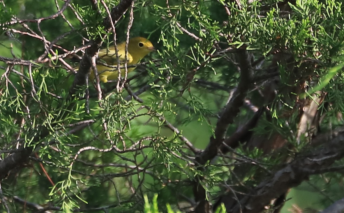 Yellow Warbler (Northern) - ML621952818