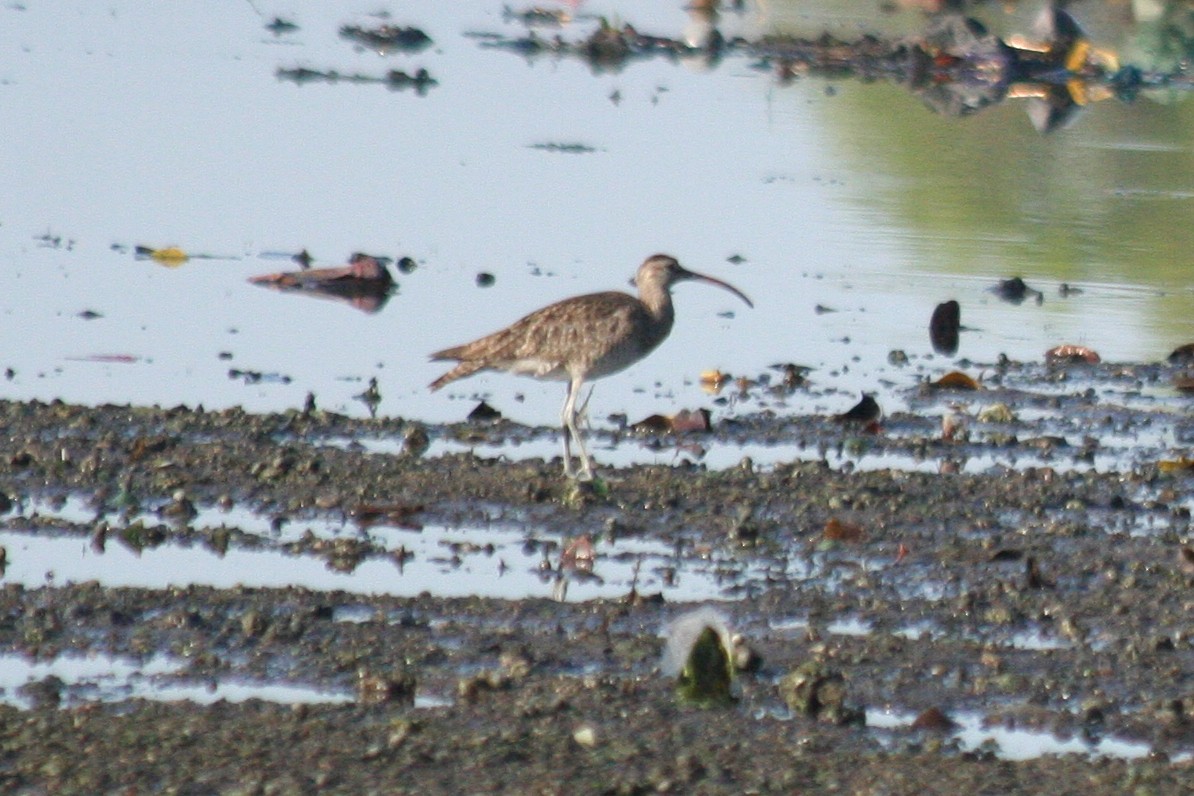 Courlis corlieu (variegatus/rogachevae) - ML621953132