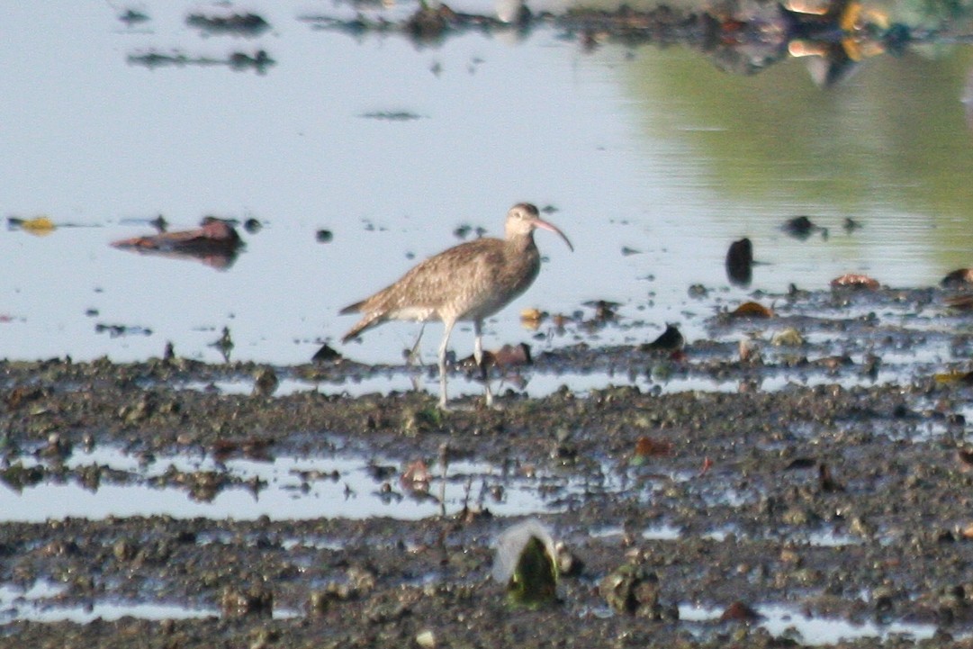 Courlis corlieu (variegatus/rogachevae) - ML621953133