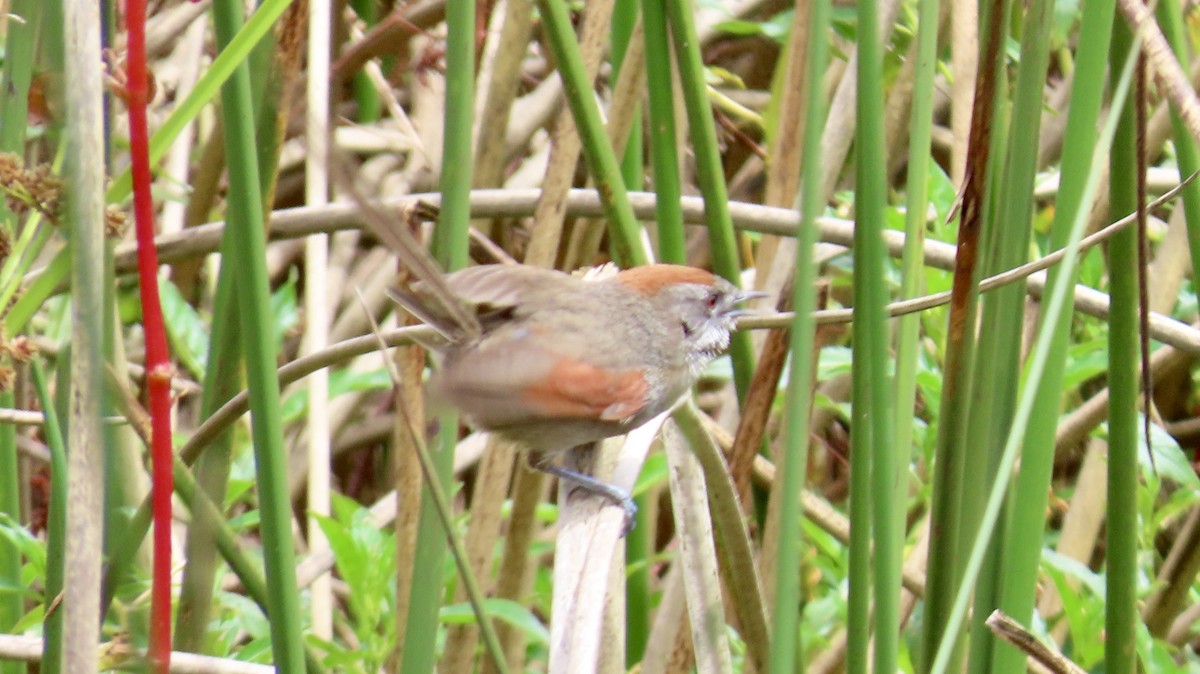 Silvery-throated Spinetail - ML621953191