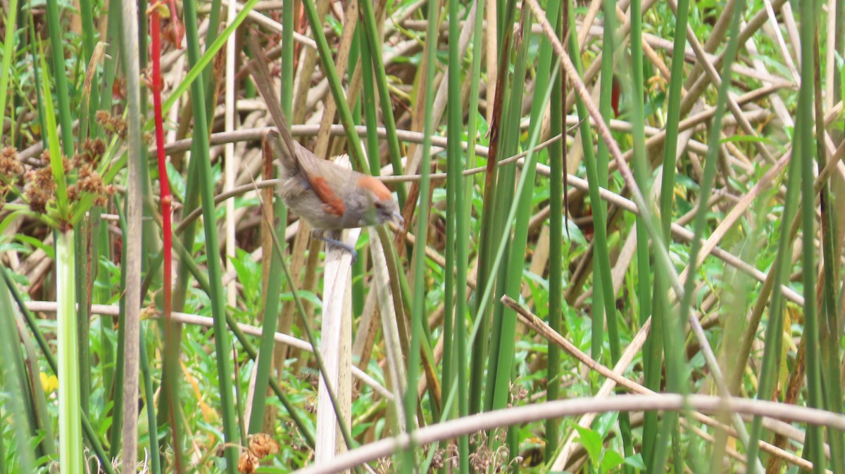 Silvery-throated Spinetail - ML621953197