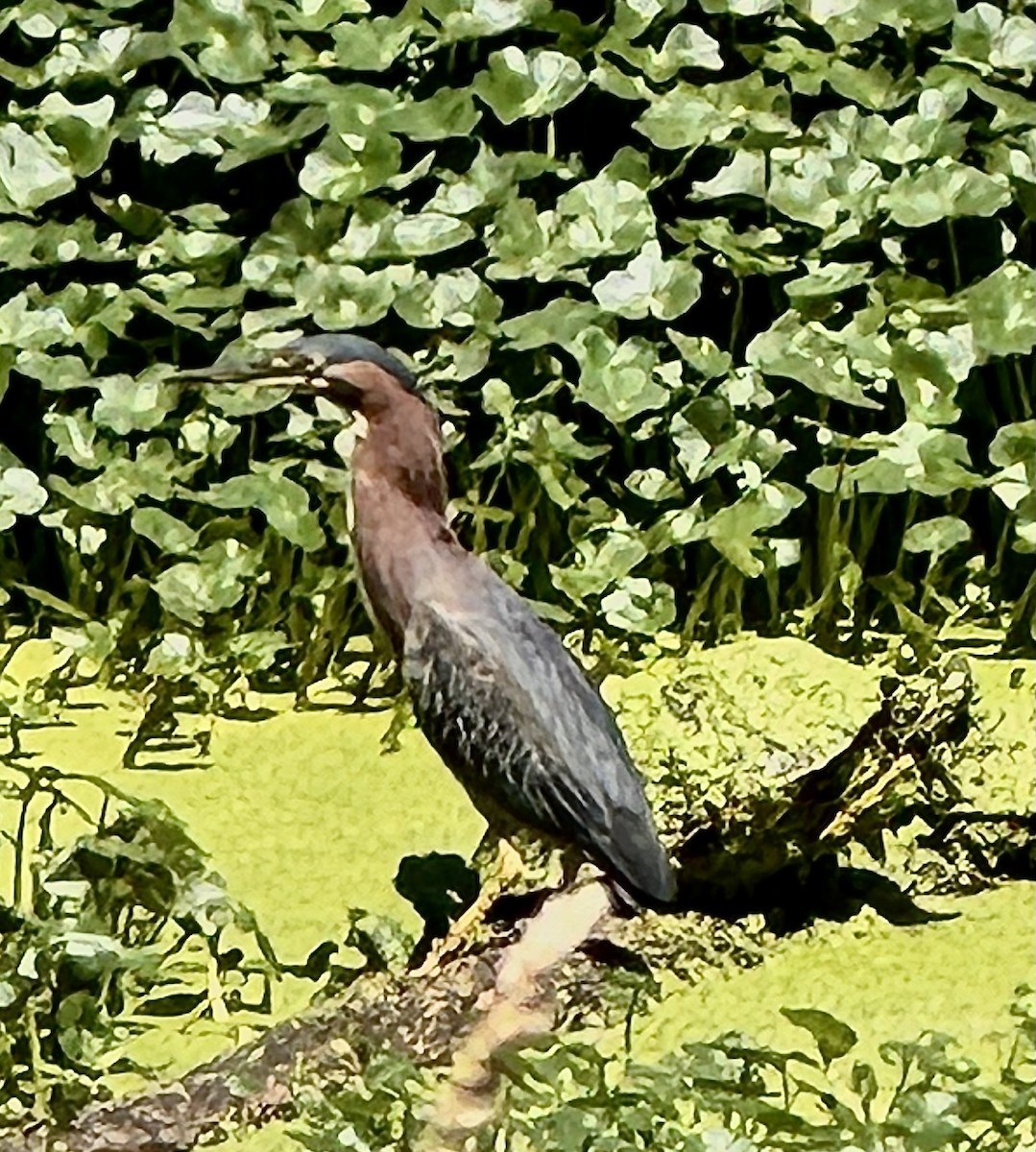 Green Heron - ML621953531