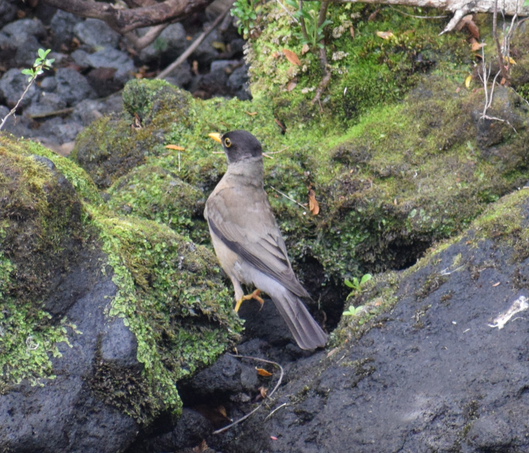 Austral Thrush - ML621953539