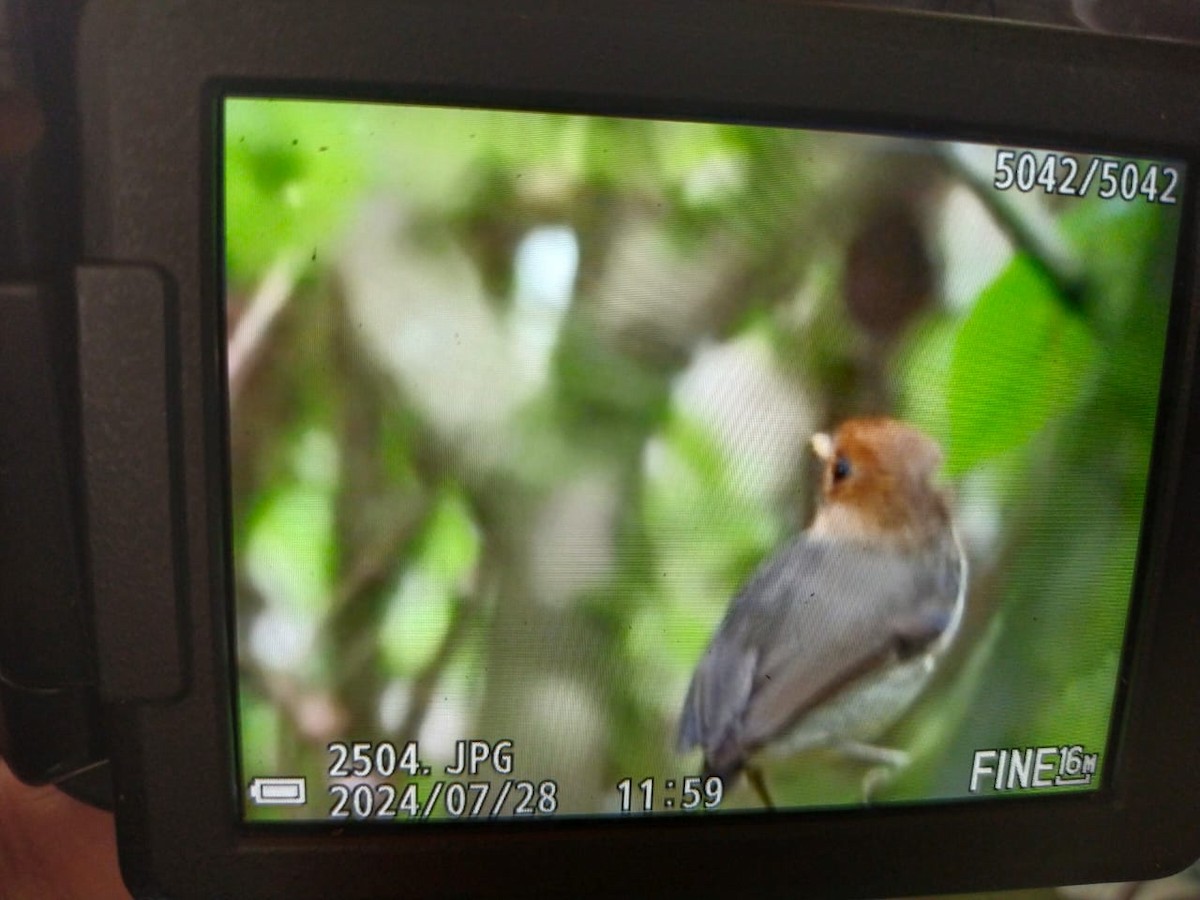 Hooded Antpitta - ML621953564