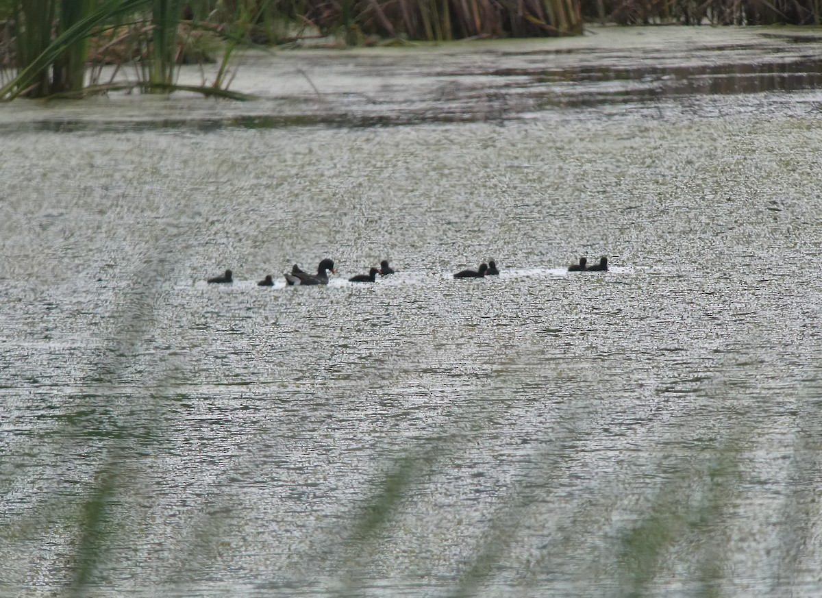 Common Gallinule - ML621953595