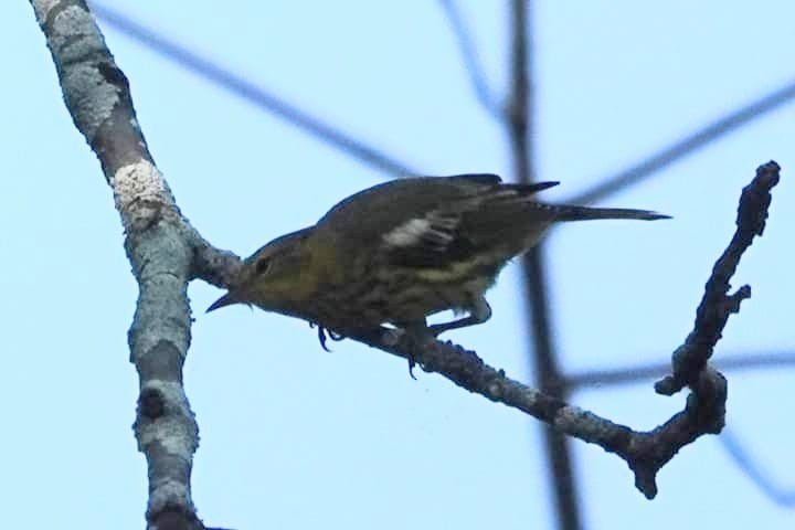 Cape May Warbler - ML621953607