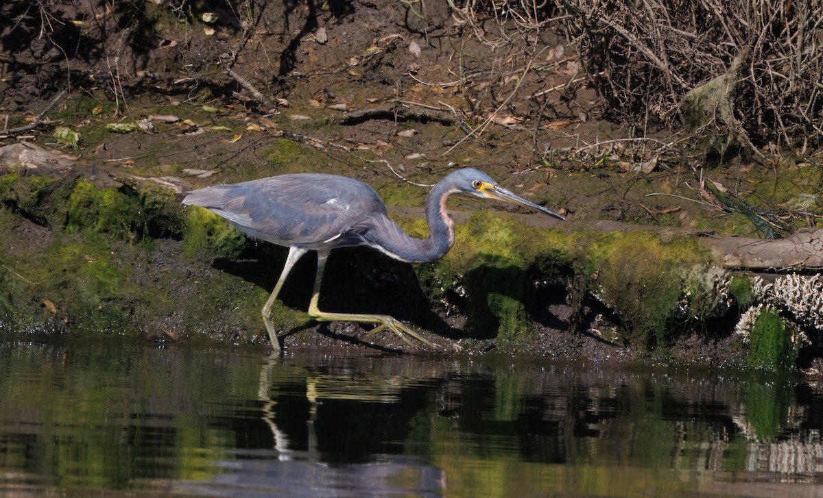 Tricolored Heron - John Callender