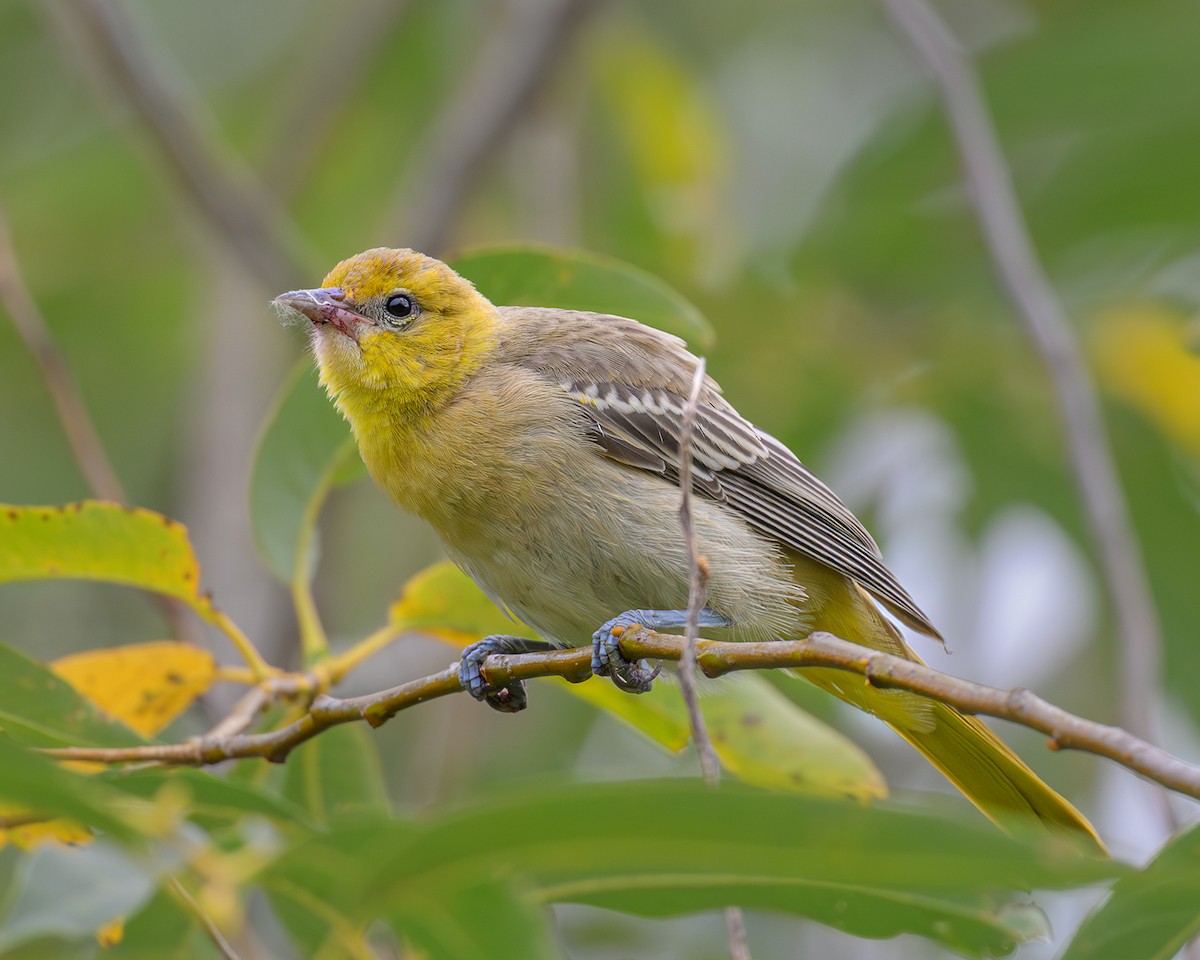 Bullock's Oriole - ML621953628