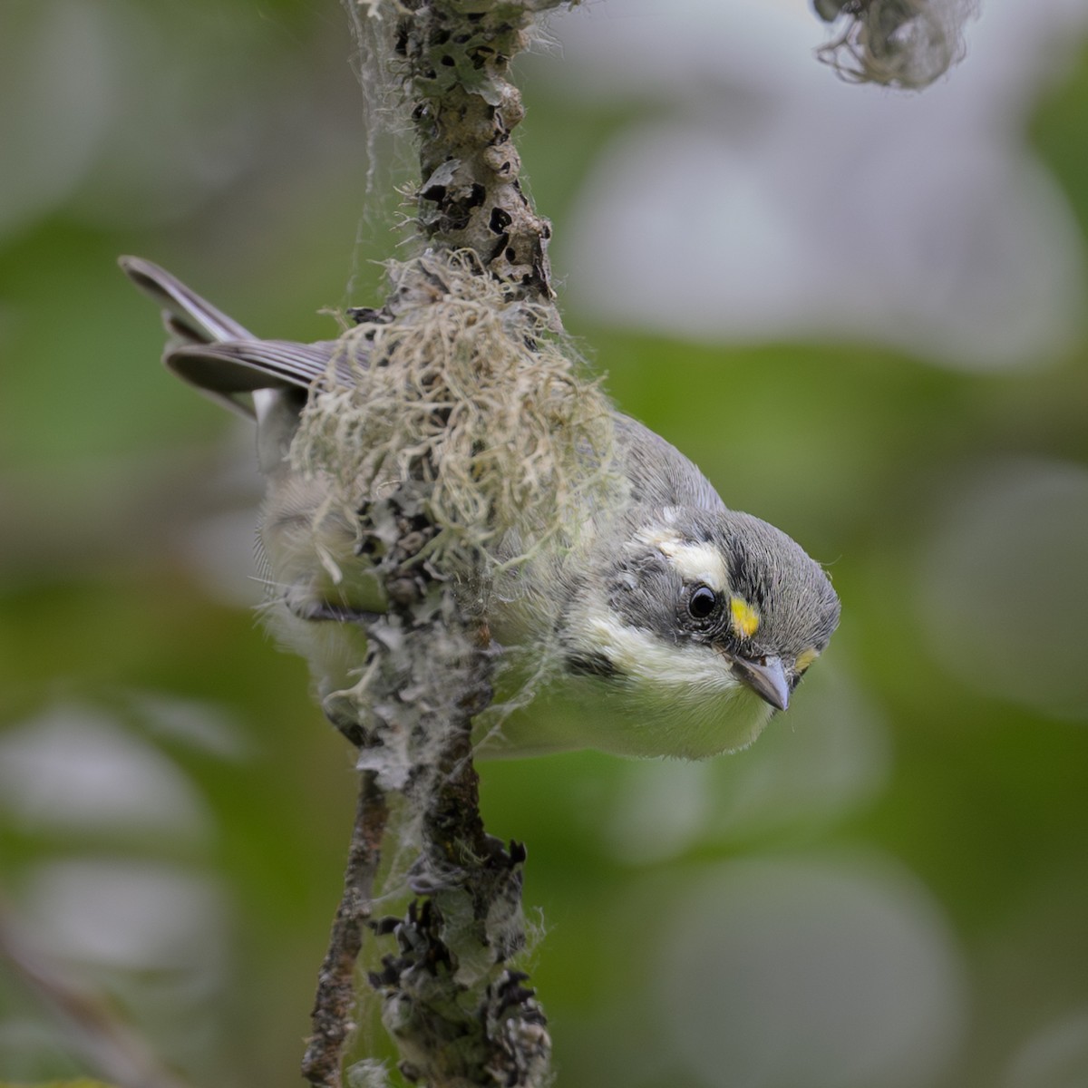 Black-throated Gray Warbler - ML621953647