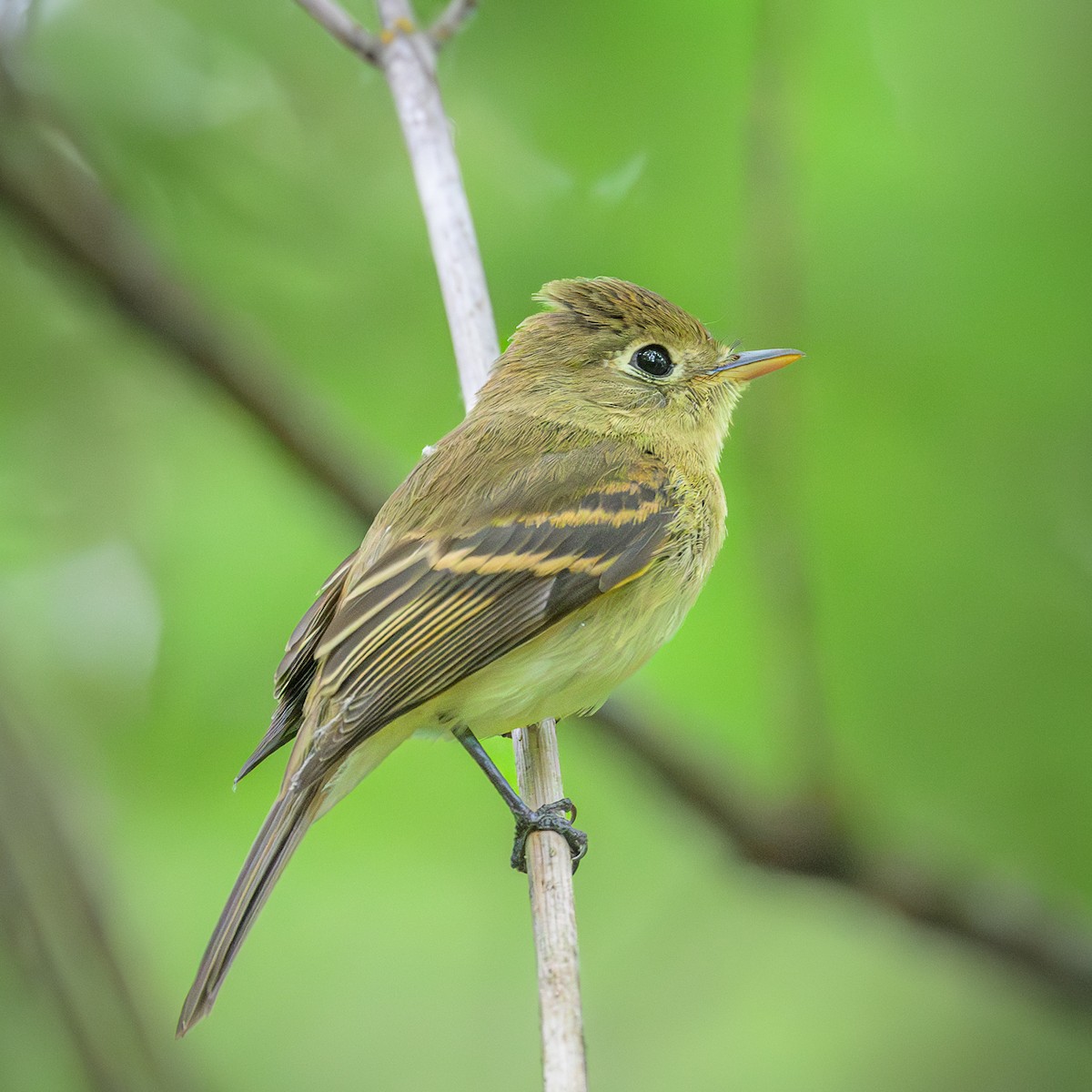 Western Flycatcher - ML621953669